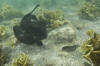 Round Stingrays Mating