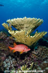 Sabre Squirrelfish