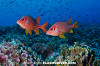 Sabre Squirrelfish 011