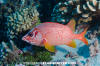 Sabre Squirrelfish