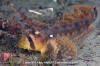 Sailfin Sculpin