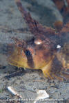 Sailfin Sculpin