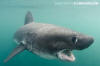 Salmon Shark