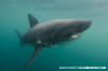 Salmon Shark