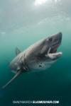 Salmon Shark