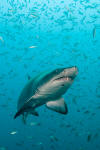 sandtiger shark