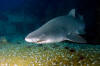 sandtiger shark