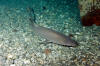 sandtiger shark juvenile