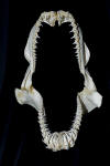 Sandtiger Shark Jaws 002