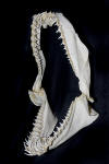 Sandtiger Shark Jaws image