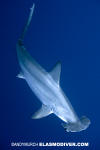 Scalloped hammerhead