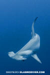 Scalloped hammerhead