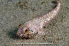 Scalyhead Sculpin