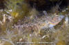 Scalyhead Sculpin