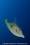 Scrawled Filefish