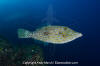 Scrawled Filefish