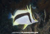 Scythe Butterflyfish