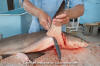 Shark Finning