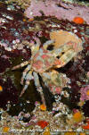 Sharpnose Crab