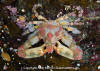 Sharpnose Crab