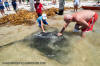 Short-tail Stingray - Bathyraja brevicaudata