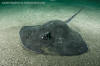 Short-tail Stingray