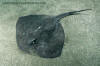 Short-tail Stingray