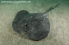 Short-tail Stingray - Bathyraja brevicaudata