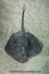 Short-tail Stingray