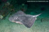 Short-tail Stingray - Bathyraja brevicaudata