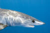 shark picture