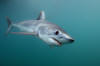 shortfin mako shark image