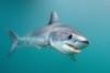 shortfin mako shark picture