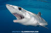 Shortfin Mako