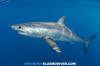 Shortfin Mako