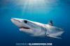 Shortfin Mako