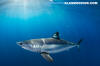 Shortfin Mako