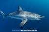 Shortfin Mako