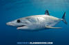 Shortfin Mako