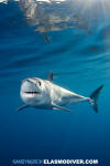 Shortfin Mako