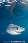 Shortfin Mako