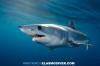 Shortfin Mako