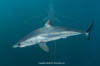 Shortfin Mako 