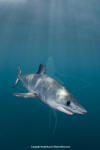 Shortfin Mako 305