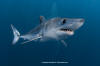 Shortfin Mako 