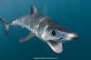 Shortfin Mako