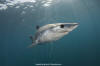 Shortfin Mako