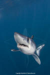 Shortfin Mako