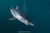 Shortfin Mako 