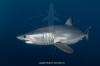 Shortfin Mako 365